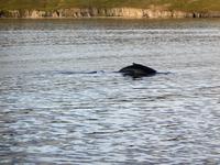 Island - Fjord Eyjafjördur - Walbeobachtungstour 