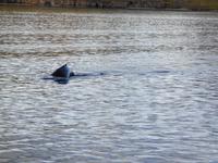 Island - Fjord Eyjafjördur - Walbeobachtungstour 