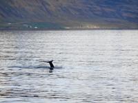 Island - Fjord Eyjafjördur - Walbeobachtungstour 