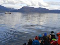 Island - Fjord Eyjafjördur - Walbeobachtungstour 