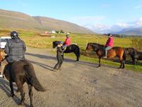 Island - Reitausflug vom Pferdehof Hestaleigan Kátur