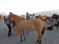 Island - Reitausflug vom Pferdehof Hestaleigan Kátur