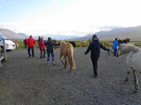 Island - Reitausflug vom Pferdehof Hestaleigan Kátur