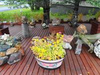 Island - Stöðvarfjördur, Petras Steinhaus 