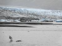 Island - Skaftafellsjökull, Gletscherzunge des Vatnajökull (bei Regen)
