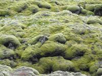 Island - Südküste - Lavafeld Eidhraun