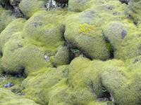 Island - Südküste - Lavafeld Eidhraun