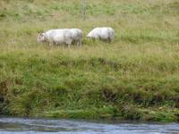 Island - allgegenwärtige Schafe 