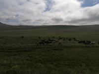 Pferdehof Lytingsstadir