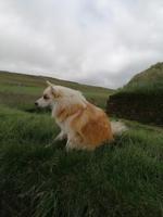 Pferdehof Lytingsstadir