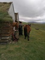 Pferdehof Lytingsstadir