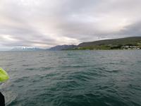 Walsafari in Akureyri