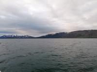 Walsafari in Akureyri