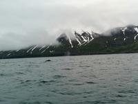 Walsafari in Akureyri