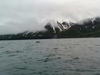 Walsafari in Akureyri