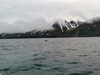 Walsafari in Akureyri