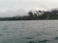 Walsafari in Akureyri