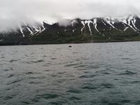 Walsafari in Akureyri