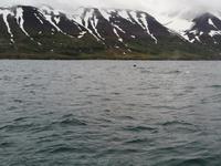 Walsafari in Akureyri