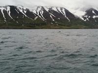 Walsafari in Akureyri