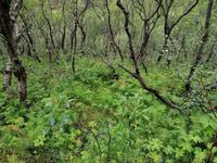 Felsenschlucht Asbyrgi