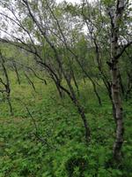 Felsenschlucht Asbyrgi