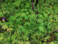 Felsenschlucht Asbyrgi