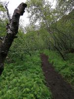 Felsenschlucht Asbyrgi