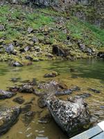 Felsenschlucht Asbyrgi