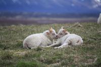 ländliche Idylle an den Pseudokratern