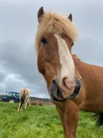 Tag 4 - Island - Islandpferde (4)