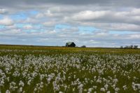 Tag 9 - Island - Seljalandsfoss  (4)