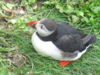 Papageitaucher auf der Halbinsel Tjörnes