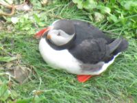 Papageitaucher auf der Halbinsel Tjörnes