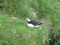 Papageitaucher auf der Halbinsel Tjörnes