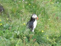 Papageitaucher - Puffin