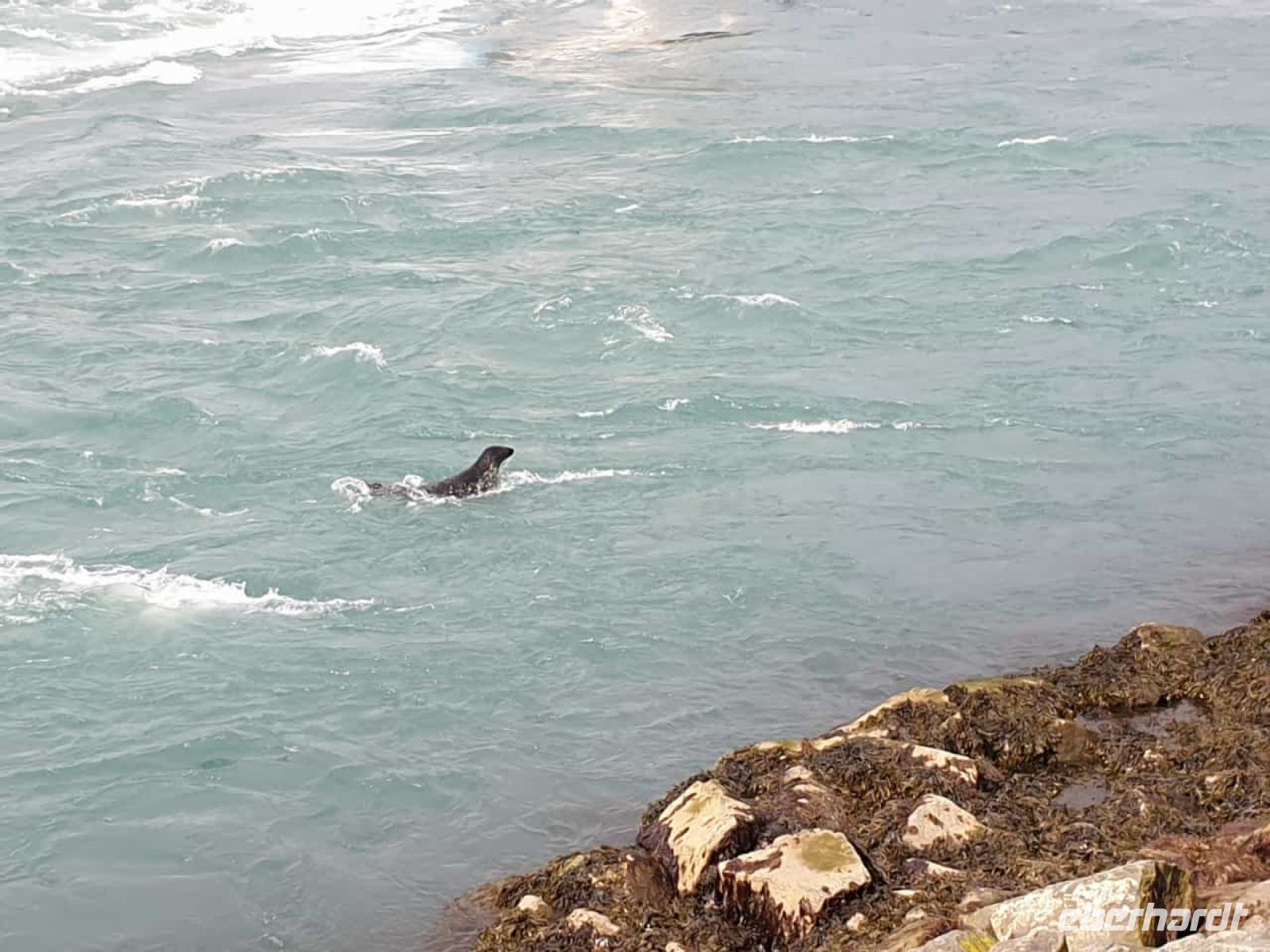 Die Robben bei der Gletscherlagune