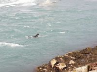 Die Robben bei der Gletscherlagune