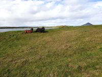 Nickerchen auf der Wiese