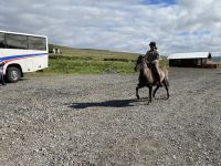 Vorführung auf dem Pferdehof
