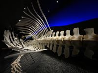 Wal Meseum von Husavik