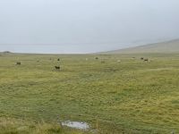 Schafe in der Nähe von Höfn