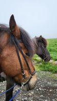 Rundreise Island - Besuch beim Islandpferdehof
