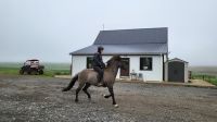 Rundreise Island - Besuch beim Islandpferdehof / Vorführung Tölt