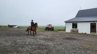Rundreise Island - Besuch beim Islandpferdehof / Vorführung Tölt