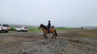Rundreise Island - Besuch beim Islandpferdehof / Vorführung Tölt