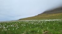 Rundreise Island - Wollgras entlang der Ostfjorde