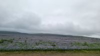 Rundreise Island - Weiterfahrt mit endlosen Lupinenfeldern