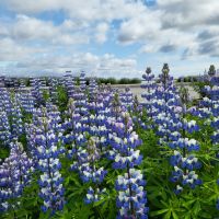 Rundreise Island - Lupinen bei Kirkjubæjarklaustur