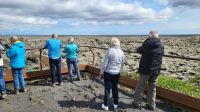 Rundreise Island - Stopp am Lavafeld